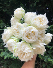 Tulip Bulbs Snow Crystal Blooms Species Growing Bonsai Roots Rhizomes Corms Tubers Potted Planting Reblooming Fragrant Garden Flower Seeds Plant