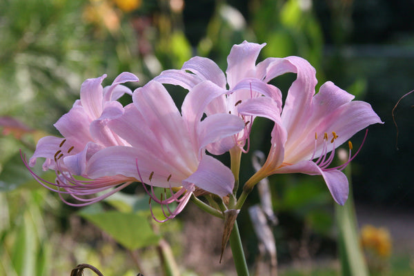 Naked Lady Lycoris Spider Lilies Bulbs Radiata Hurricane Lily Cluster Amayllis Growing Bonsai Roots Rhizomes Corms Tubers Potted Planting Reblooming Fragrant Garden Species Blooms Flower Seeds Plant Gardening