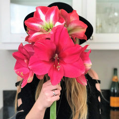 Pink Surprise Amaryllis Hippeastrum Blooms Species Growing Bonsai Bulbs Roots Rhizomes Corms Tubers Potted Planting Reblooming Fragrant Garden Flower Seeds Plant  Size 12-16cm