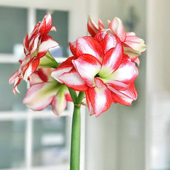 Exotic Peacock Amaryllis Hippeastrum Blooms Species Growing Bonsai Bulbs Roots Rhizomes Corms Tubers Potted Planting Reblooming Fragrant Garden Flower Seeds Plant  Size 12-16cm