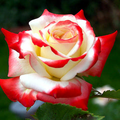 Queen Farrah Rose Seedlings Flower Seeds Perennial Growing Bonsai Corms Tubers Potted Planting Reblooming Fragrant Garden Roots Rhizomes Species Blooms Plant Bulbs Gardening Tree