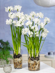 Indoor Narcissus Paperwhites  Daffodil Bulbs Blooms Species Growing Bonsai Roots Rhizomes Corms Tubers Potted Planting Reblooming Fragrant Garden Flower Seeds Plant - Seedsplant