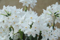 Indoor Narcissus Paperwhites  Daffodil Bulbs Blooms Species Growing Bonsai Roots Rhizomes Corms Tubers Potted Planting Reblooming Fragrant Garden Flower Seeds Plant - Seedsplant