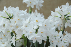 Indoor Narcissus PaperwhitesDaffodil Bulbs Blooms Species Growing Bonsai Roots Rhizomes Corms Tubers Potted Planting Reblooming Fragrant Garden Flower Seeds Plant
