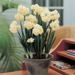 Indoor Narcissi Collection Daffodil Bulbs Blooms Species Growing Bonsai Roots Rhizomes Corms Tubers Potted Planting Reblooming Fragrant Garden Flower Seeds Plant