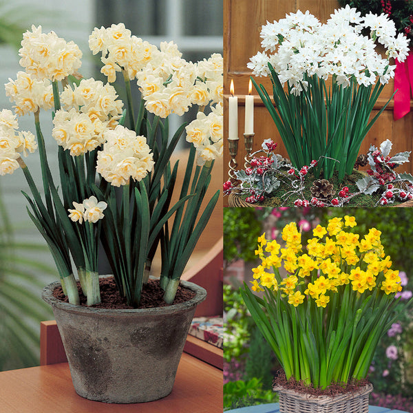 Indoor Narcissi Collection Daffodil Bulbs Blooms Species Growing Bonsai Roots Rhizomes Corms Tubers Potted Planting Reblooming Fragrant Garden Flower Seeds Plant