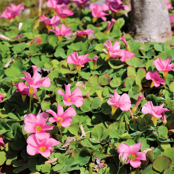 Hot Sale Oxalis Bulbs Wood Sorrel Shamrock Perennial Growing Bonsai Roots Rhizomes Corms Tubers Potted Planting Reblooming Fragrant Garden Species Blooms Flower Seeds Plant Gardening