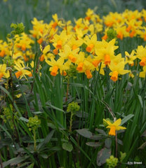 Jetfire Daffodil Narcissus Bulbs Blooms Species Growing Bonsai Roots Rhizomes Corms Tubers Potted Planting Reblooming Fragrant Garden Flower Seeds Plant