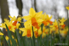 Jetfire Daffodil Narcissus Bulbs Blooms Species Growing Bonsai Roots Rhizomes Corms Tubers Potted Planting Reblooming Fragrant Garden Flower Seeds Plant