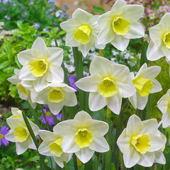 Jonquila New and Unusual collection Daffodil Bulbs Blooms Species Growing Bonsai Roots Rhizomes Corms Tubers Potted Planting Reblooming Fragrant Garden Flower Seeds Plant