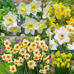 Jonquila New and Unusual collection Daffodil Bulbs Blooms Species Growing Bonsai Roots Rhizomes Corms Tubers Potted Planting Reblooming Fragrant Garden Flower Seeds Plant