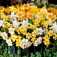 Narcissus Jonquilla Mixed 8/10cm Daffodil Narcissus Bulbs Blooms Species Growing Bonsai Roots Rhizomes Corms Tubers Potted Planting Reblooming Fragrant Garden Flower Seeds Plant