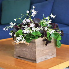 Seedsplant A0024 Oxalis Triangularis and Regnellii Mix  Wood Sorrel Shamrock Perennial Growing Bonsai Roots Rhizomes Corms Tubers Potted Planting Reblooming Fragrant Garden Species Blooms Flower Seeds Plant Gardening