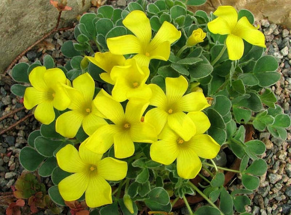 Ken Aslet Shamrock Oxalis Bulbs Wood Sorrel Perennial Growing Bonsai Roots Rhizomes Corms Tubers Potted Planting Reblooming Fragrant Garden Species Blooms Flower Seeds Plant Gardening