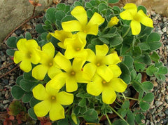 Ken Aslet Shamrock Oxalis Bulbs Wood Sorrel Perennial Growing Bonsai Roots Rhizomes Corms Tubers Potted Planting Reblooming Fragrant Garden Species Blooms Flower Seeds Plant Gardening