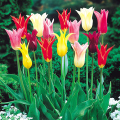 Lily Flowering Tulips Mixed Bulbs Blooms Species Growing Bonsai Roots Rhizomes Corms Tubers Potted Planting Reblooming Fragrant Garden Flower Seeds Plant