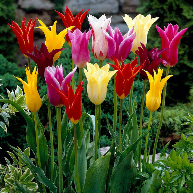 Lily Flowering Tulips Mixed Bulbs Blooms Species Growing Bonsai Roots Rhizomes Corms Tubers Potted Planting Reblooming Fragrant Garden Flower Seeds Plant