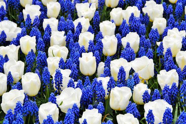Lukas Choice Collection Bulbs Blooms Species Growing Bonsai Roots Rhizomes Corms Tubers Potted Planting Reblooming Fragrant Garden Flower Seeds Plant Gardening Grape Hyacinth
