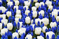 Lukas Choice Collection Bulbs Blooms Species Growing Bonsai Roots Rhizomes Corms Tubers Potted Planting Reblooming Fragrant Garden Flower Seeds Plant Gardening Grape Hyacinth