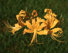 Lycoris Aurea Spider Lilies Bulbs Radiata Hurricane Lily Cluster Amayllis Growing Bonsai Roots Rhizomes Corms Tubers Potted Planting Reblooming Fragrant Garden Species Blooms Flower Seeds Plant Gardening