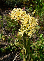 Lycoris Aurea Spider Lilies Bulbs Radiata Hurricane Lily Cluster Amayllis Growing Bonsai Roots Rhizomes Corms Tubers Potted Planting Reblooming Fragrant Garden Species Blooms Flower Seeds Plant Gardening