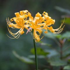 Yellow Aurea Lycoris Bulbs Radiata Spider Lily Hurricane Lily Cluster Amayllis Growing Bonsai Roots Rhizomes Corms Tubers Potted Planting Reblooming Fragrant Garden Species Blooms Flower Seeds Plant Gardening