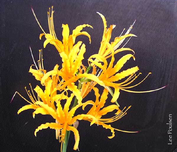 Jim Lycoris Spider Lilies Bulbs Radiata Hurricane Lily Cluster Amayllis Growing Bonsai Roots Rhizomes Corms Tubers Potted Planting Reblooming Fragrant Garden Species Blooms Flower Seeds Plant Gardening