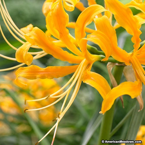 Lycoris Aurea Spider Lilies Bulbs Radiata Hurricane Lily Cluster Amayllis Growing Bonsai Roots Rhizomes Corms Tubers Potted Planting Reblooming Fragrant Garden Species Blooms Flower Seeds Plant Gardening