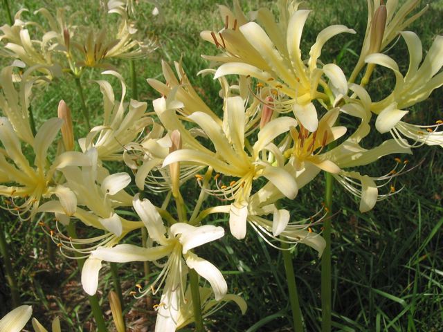 Champagne Lycoris Spider Lilies Bulbs Radiata Hurricane Lily Cluster Amayllis Growing Bonsai Roots Rhizomes Corms Tubers Potted Planting Reblooming Fragrant Garden Species Blooms Flower Seeds Plant Gardening