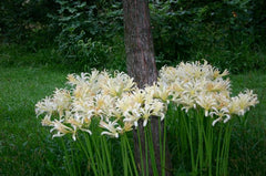 Chinensis Lycoris Spider Lilies Bulbs Radiata Hurricane Lily Cluster Amayllis Growing Bonsai Roots Rhizomes Corms Tubers Potted Planting Reblooming Fragrant Garden Species Blooms Flower Seeds Plant Gardening
