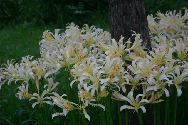 Chinensis Lycoris Spider Lilies Bulbs Radiata Hurricane Lily Cluster Amayllis Growing Bonsai Roots Rhizomes Corms Tubers Potted Planting Reblooming Fragrant Garden Species Blooms Flower Seeds Plant Gardening