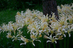 Chinensis Lycoris Spider Lilies Bulbs Radiata Hurricane Lily Cluster Amayllis Growing Bonsai Roots Rhizomes Corms Tubers Potted Planting Reblooming Fragrant Garden Species Blooms Flower Seeds Plant Gardening