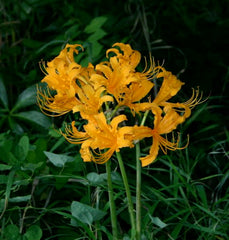 Dreamy Lycoris Spider Lilies Bulbs Radiata Hurricane Lily Cluster Amayllis Growing Bonsai Roots Rhizomes Corms Tubers Potted Planting Reblooming Fragrant Garden Species Blooms Flower Seeds Plant Gardening