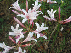 Obsessed Lycoris Spider Lilies Bulbs Radiata Hurricane Lily Cluster Amayllis Growing Bonsai Roots Rhizomes Corms Tubers Potted Planting Reblooming Fragrant Garden Species Blooms Flower Seeds Plant Gardening