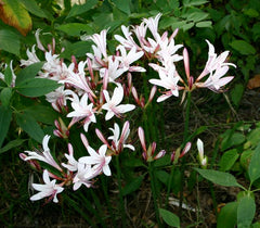Obsessed Lycoris Spider Lilies Bulbs Radiata Hurricane Lily Cluster Amayllis Growing Bonsai Roots Rhizomes Corms Tubers Potted Planting Reblooming Fragrant Garden Species Blooms Flower Seeds Plant Gardening