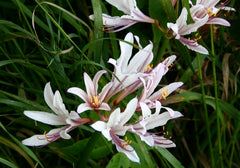 Obsessed Lycoris Spider Lilies Bulbs Radiata Hurricane Lily Cluster Amayllis Growing Bonsai Roots Rhizomes Corms Tubers Potted Planting Reblooming Fragrant Garden Species Blooms Flower Seeds Plant Gardening