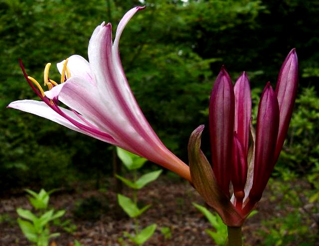 Pleasant Lycoris Spider Lilies Bulbs Radiata Hurricane Lily Cluster Amayllis Growing Bonsai Roots Rhizomes Corms Tubers Potted Planting Reblooming Fragrant Garden Species Blooms Flower Seeds Plant Gardening