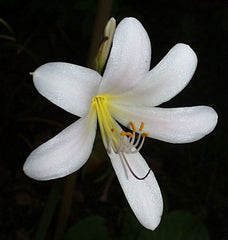 Snow White Aurea Lycoris Spider Lilies Bulbs Radiata Hurricane Lily Cluster Amayllis Growing Bonsai Roots Rhizomes Corms Tubers Potted Planting Reblooming Fragrant Garden Species Blooms Flower Seeds Plant Gardening