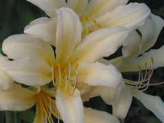 Faint Yellow Lycoris Spider Lilies Bulbs Radiata Hurricane Lily Cluster Amayllis Growing Bonsai Roots Rhizomes Corms Tubers Potted Planting Reblooming Fragrant Garden Species Blooms Flower Seeds Plant Gardening