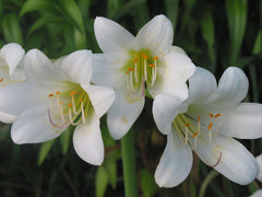 Snow White Aurea Lycoris Spider Lilies Bulbs Radiata Hurricane Lily Cluster Amayllis Growing Bonsai Roots Rhizomes Corms Tubers Potted Planting Reblooming Fragrant Garden Species Blooms Flower Seeds Plant Gardening