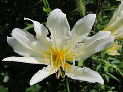 Faint Yellow Lycoris Spider Lilies Bulbs Radiata Hurricane Lily Cluster Amayllis Growing Bonsai Roots Rhizomes Corms Tubers Potted Planting Reblooming Fragrant Garden Species Blooms Flower Seeds Plant Gardening