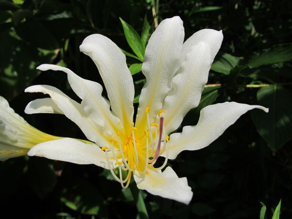Faint Yellow Lycoris Spider Lilies Bulbs Radiata Hurricane Lily Cluster Amayllis Growing Bonsai Roots Rhizomes Corms Tubers Potted Planting Reblooming Fragrant Garden Species Blooms Flower Seeds Plant Gardening