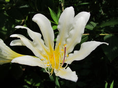 Faint Yellow Lycoris Spider Lilies Bulbs Radiata Hurricane Lily Cluster Amayllis Growing Bonsai Roots Rhizomes Corms Tubers Potted Planting Reblooming Fragrant Garden Species Blooms Flower Seeds Plant Gardening