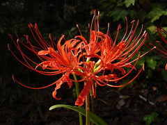 Jay Yourch Lycoris Spider Lilies Bulbs Radiata Hurricane Lily Cluster Amayllis Growing Bonsai Roots Rhizomes Corms Tubers Potted Planting Reblooming Fragrant Garden Species Blooms Flower Seeds Plant Gardening