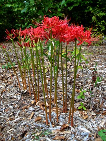red spider lily seeds Dazzling Lycoris Spider Lilies Bulbs Radiata Hurricane Lily Cluster Amayllis Growing Bonsai Roots Rhizomes Corms Tubers Potted Planting Reblooming Fragrant Garden Species Blooms Flower Seeds Plant Gardening