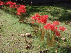 Lycoris Radiata Spider Lilies Bulbs Hurricane Lily Cluster Amayllis Growing Bonsai Roots Rhizomes Corms Tubers Potted Planting Reblooming Fragrant Garden Species Blooms Flower Seeds Plant Gardening