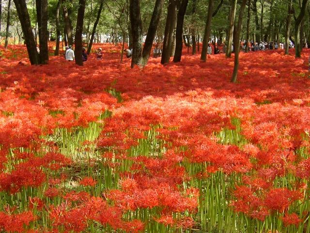 Many Aurea Lycoris Spider Lilies Bulbs Radiata Hurricane Lily Cluster Amayllis Growing Bonsai Roots Rhizomes Corms Tubers Potted Planting Reblooming Fragrant Garden Species Blooms Flower Seeds Plant Gardening