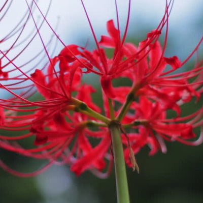 Red Spider Lily Lycoris Radiata Bulbs Hurricane Lily Cluster Amayllis Growing Bonsai Roots Rhizomes Corms Tubers Potted Planting Reblooming Fragrant Garden Species Blooms Flower Seeds Plant Gardening