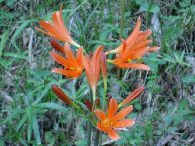 orange spider lily Beautiful Orange Lycoris Spider Lilies Bulbs Radiata Hurricane Lily Cluster Amayllis Growing Bonsai Roots Rhizomes Corms Tubers Potted Planting Reblooming Fragrant Garden Species Blooms Flower Seeds Plant Gardening