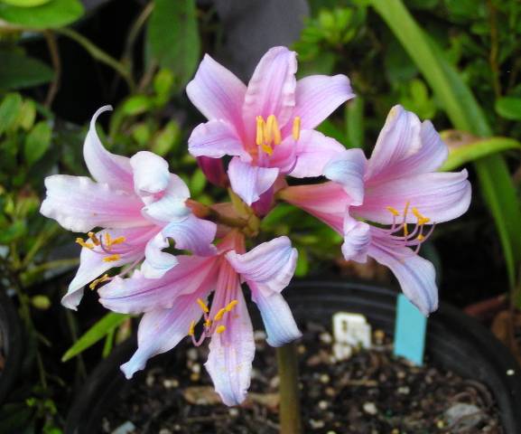 Gastil Lycoris Spider Lilies Bulbs Radiata Hurricane Lily Cluster Amayllis Growing Bonsai Roots Rhizomes Corms Tubers Potted Planting Reblooming Fragrant Garden Species Blooms Flower Seeds Plant Gardening